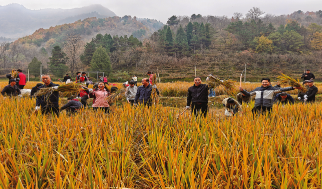 閆坪村舉辦稻谷收割體驗(yàn)活動(dòng)